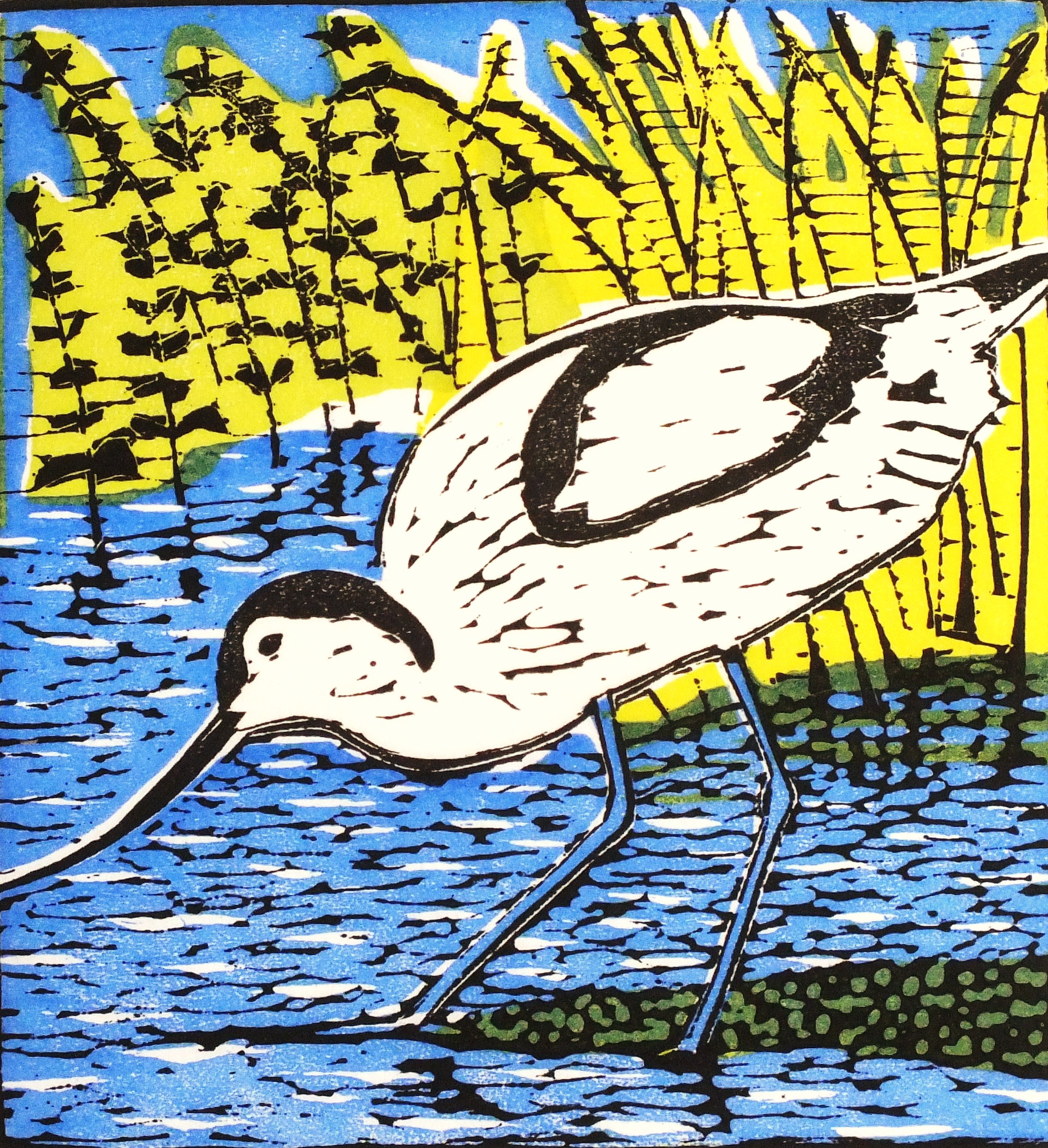 avocet